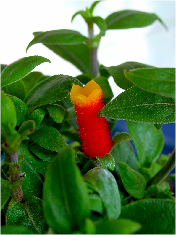 candycorn