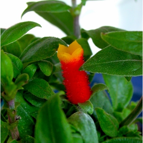 candycorn