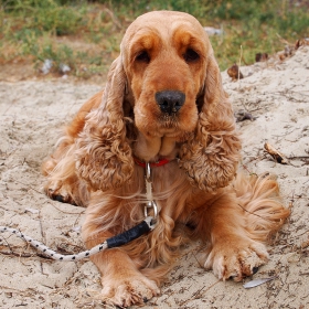 Dog on a beach