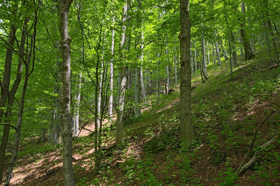 Слушай как шумят буките