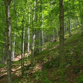 Слушай как шумят буките