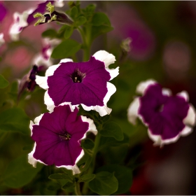  Макро :-  #№67  Петуния (Petunia)