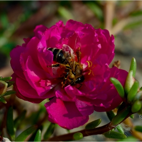  Макро :-  #№69  Калдъръмче (Portulaca grandiflora)