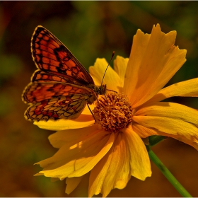  Макро :-  #№70  Кореопсис (Coreopsis)