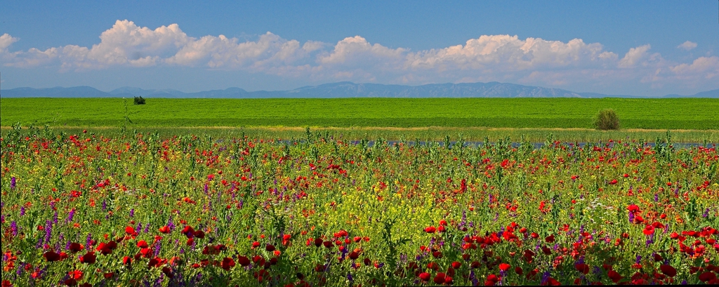 Цветна панорама