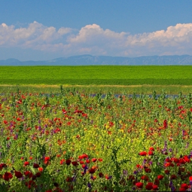 Цветна панорама