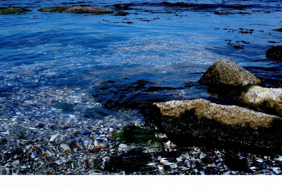 sea shel