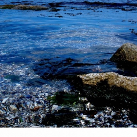 sea shel
