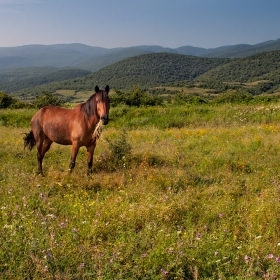 Крайпътно