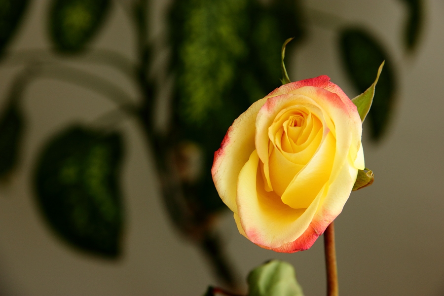 Yelow