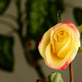 Yelow
