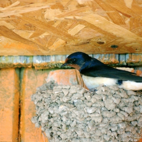 Селска лястовица/Hirundo rustica