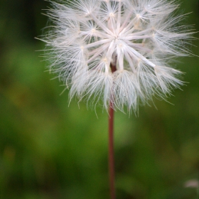 Глухарче  (Taraxacum)