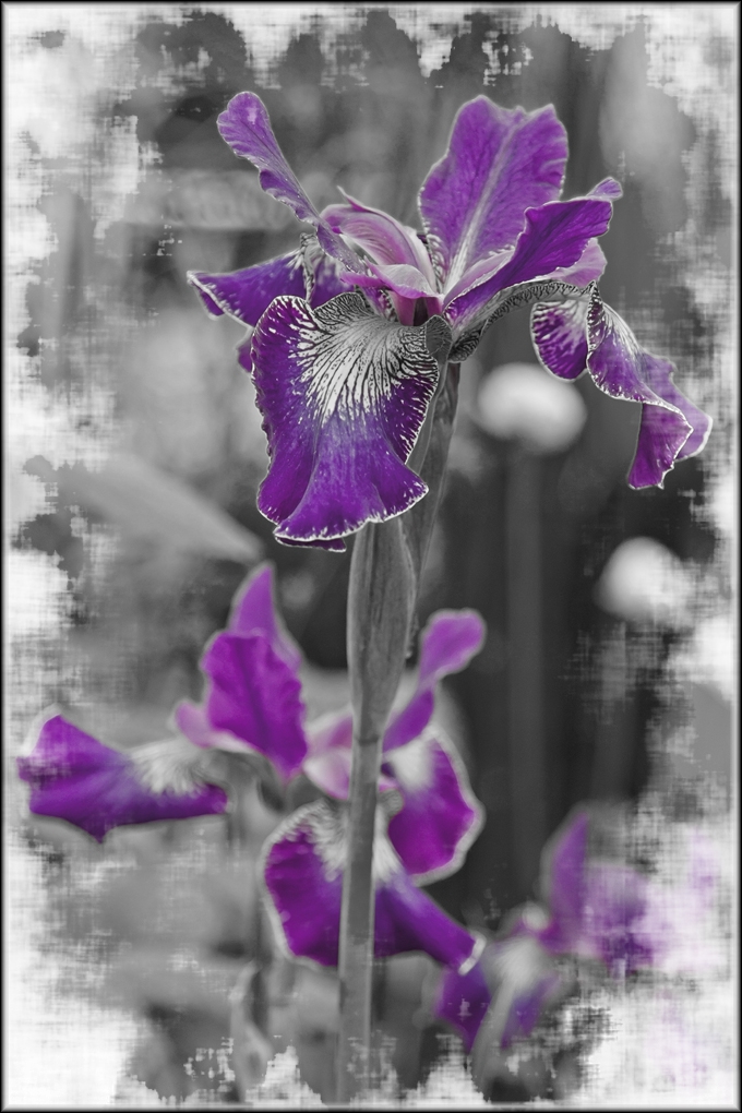 IRIS
