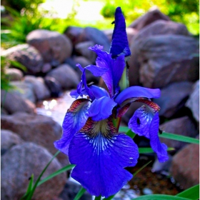 Small time America: Jordie's Trail Side Cafe's Garden