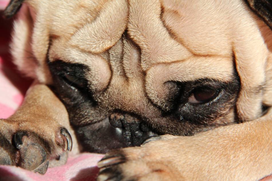 little pug Orphee