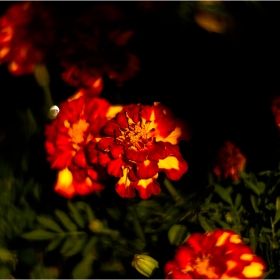  Макро :-  #№75  Турта, тагетес (Tagetes)