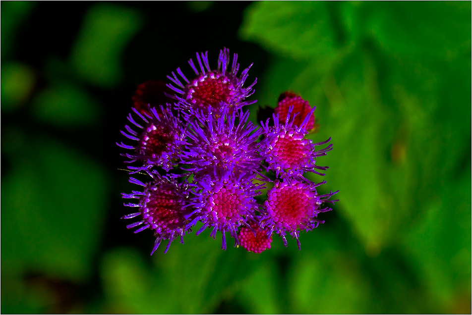  Макро :-  #№77  Агератум, Синьо пухче / Ageratum