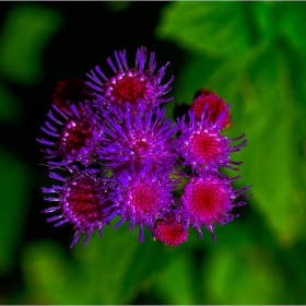  Макро :-  #№77  Агератум, Синьо пухче / Ageratum