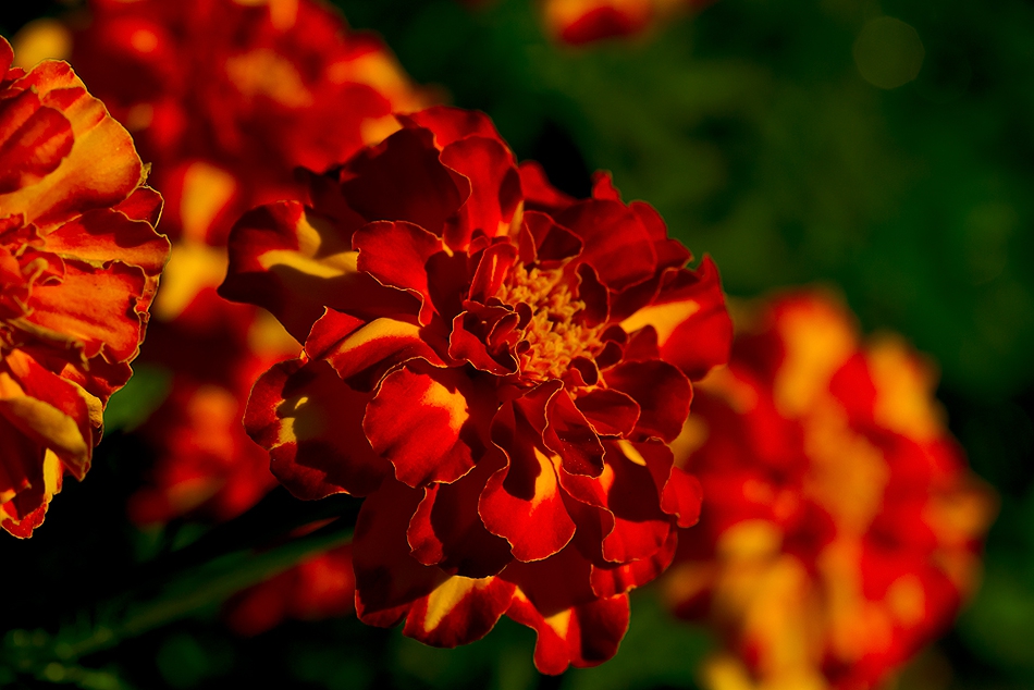  Макро :-  #№78  Турта, тагетес (Tagetes)