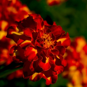  Макро :-  #№78  Турта, тагетес (Tagetes)
