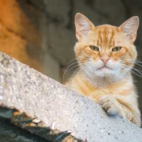 Котка на горещ (не)ламаринен покрив :)