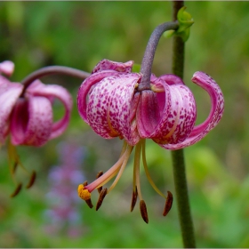 Петров кръст (Lilium martagon).