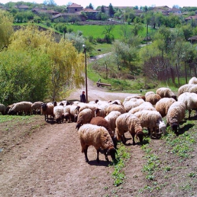 От село Балканци