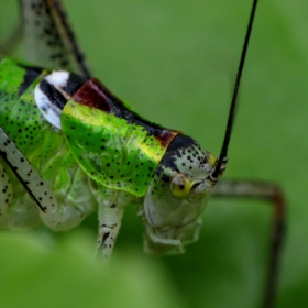 Green NeckArmor of the Holy Grasshopper (+556 staring)