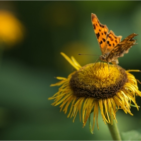 Polygonia comma...