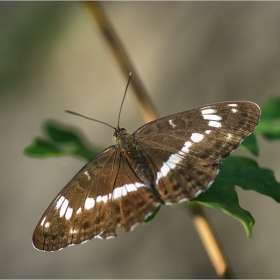 Apatura iris  Female...