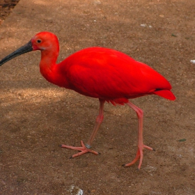 Scarlet Ibis - Ален Ибис