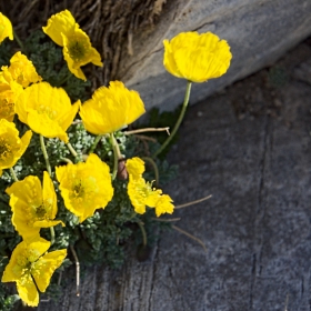 Пирински мак ( Papaver degenii )