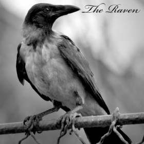 the Raven