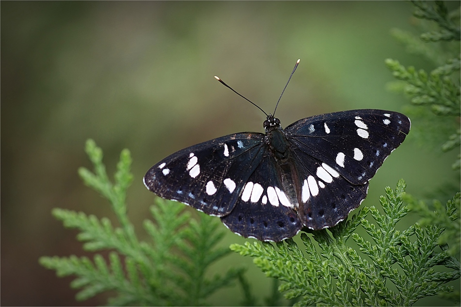 Limenitis reducta Staudinger