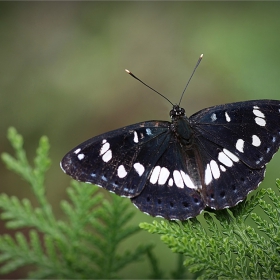 Limenitis reducta Staudinger