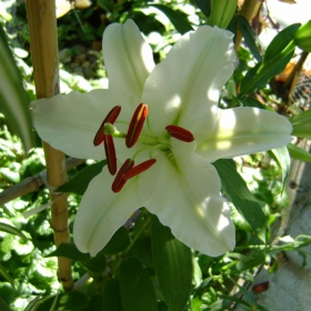 Lilium