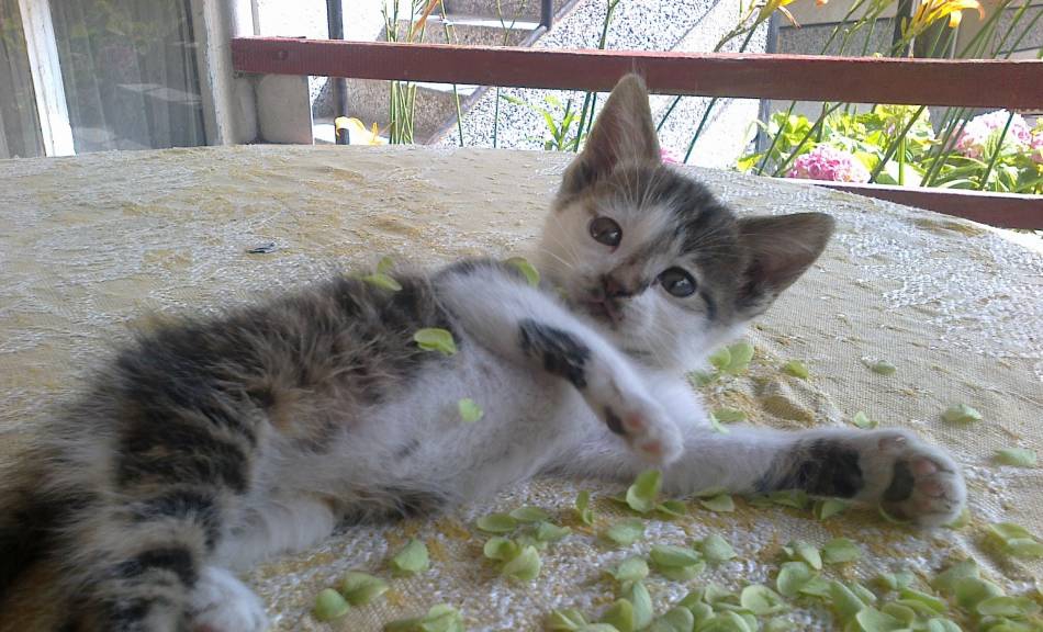 kote