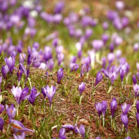 Син минзухар / Crocus vernus