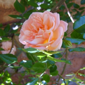 roza