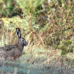 Див заек (Lepus europaeus)