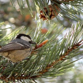 Черен синигер/Periparus ater