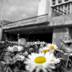 bw+