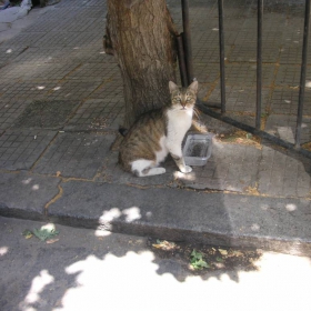 Котка и водичка