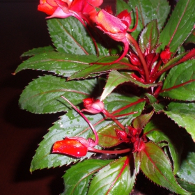 Impatiens Sultani