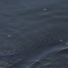 Danube water snake