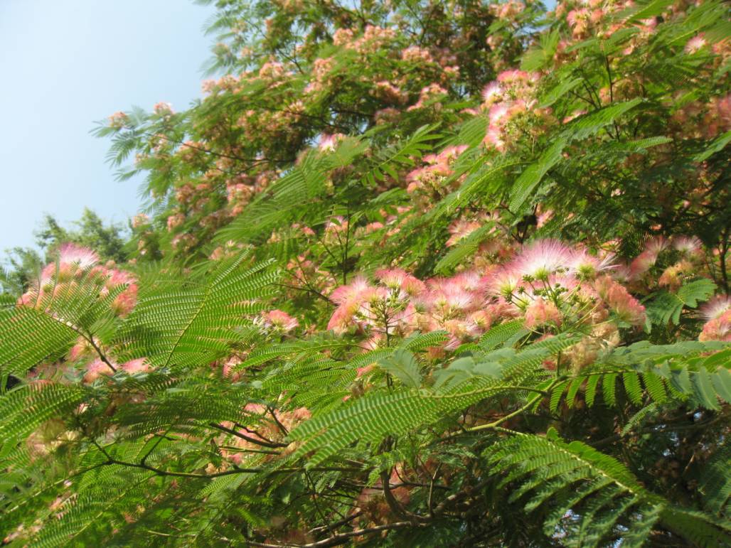 mimoza