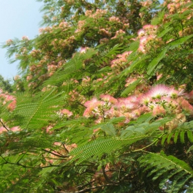 mimoza