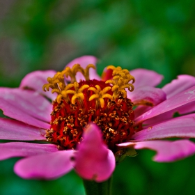 Циния (Zinnia elegans)