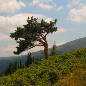 Самотно дърво 2